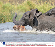 Playful elephants land on hippopotamus, Shire River, Liwonde National Park, Malawi, Africa  - Dec 2008