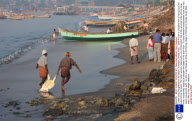 Turtles being slaughtered on the beach, Vizhinjam, Kerala, India  - 2008