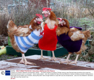 Jumpers for chickens, Blisworth, Northampton, Britain  -  Jan 2009