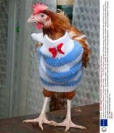 Jumpers for chickens, Blisworth, Northampton, Britain  -  Jan 2009