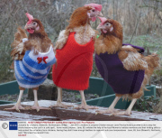 Jumpers for chickens, Blisworth, Northampton, Britain  -  Jan 2009