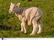 Lamb survives winter in woollen jumper at Manor Farm Country Park near Southampton, Britain - 21 Jan 2009