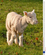 Lamb survives winter in woollen jumper at Manor Farm Country Park near Southampton, Britain - 21 Jan 2009
