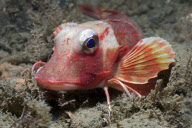 MARINE WILDLIFE