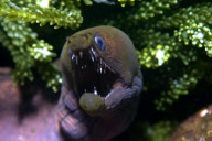 MARINE WILDLIFE