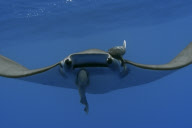 MARINE WILDLIFE