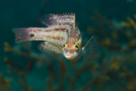 MARINE WILDLIFE