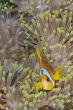 MARINE WILDLIFE