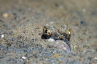 MARINE WILDLIFE