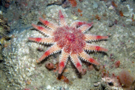 MARINE WILDLIFE