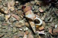MARINE WILDLIFE