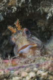 MARINE WILDLIFE