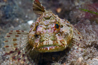 MARINE WILDLIFE