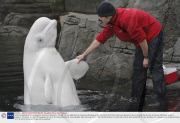 Aurora the Beluga Whale is pregnant, Vancouver Aquarium, Canada - 29 Jan 2009