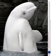 Aurora the Beluga Whale is pregnant, Vancouver Aquarium, Canada - 29 Jan 2009