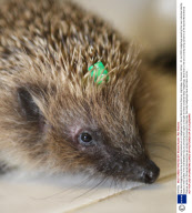 New bead-tagging monitoring system being tested out on Hedgehogs at Secret World Animal Rescue, Highbridge, Somerset, Britain - 30 Jan 2009