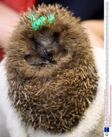 New bead-tagging monitoring system being tested out on Hedgehogs at Secret World Animal Rescue, Highbridge, Somerset, Britain - 30 Jan 2009