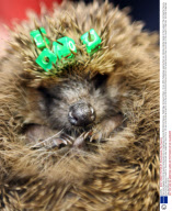 New bead-tagging monitoring system being tested out on Hedgehogs at Secret World Animal Rescue, Highbridge, Somerset, Britain - 30 Jan 2009