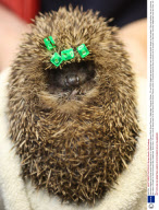 New bead-tagging monitoring system being tested out on Hedgehogs at Secret World Animal Rescue, Highbridge, Somerset, Britain - 30 Jan 2009