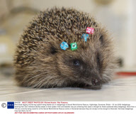New bead-tagging monitoring system being tested out on Hedgehogs at Secret World Animal Rescue, Highbridge, Somerset, Britain - 30 Jan 2009