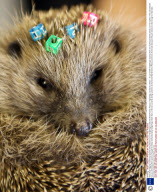New bead-tagging monitoring system being tested out on Hedgehogs at Secret World Animal Rescue, Highbridge, Somerset, Britain - 30 Jan 2009