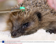 New bead-tagging monitoring system being tested out on Hedgehogs at Secret World Animal Rescue, Highbridge, Somerset, Britain - 30 Jan 2009