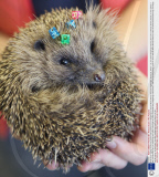 New bead-tagging monitoring system being tested out on Hedgehogs at Secret World Animal Rescue, Highbridge, Somerset, Britain - 30 Jan 2009