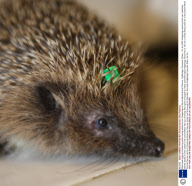 New bead-tagging monitoring system being tested out on Hedgehogs at Secret World Animal Rescue, Highbridge, Somerset, Britain - 30 Jan 2009