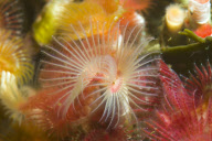 MARINE WILDLIFE