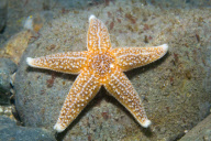 MARINE WILDLIFE