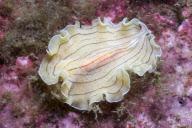 MARINE WILDLIFE