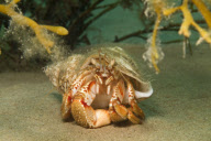 MARINE WILDLIFE