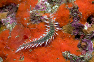 MARINE WILDLIFE