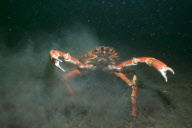 MARINE WILDLIFE