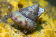 MARINE WILDLIFE
