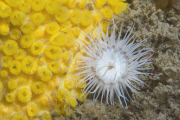 MARINE WILDLIFE