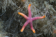MARINE WILDLIFE