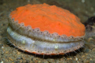 MARINE WILDLIFE