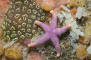 MARINE WILDLIFE