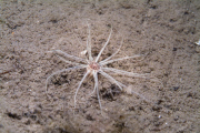 MARINE WILDLIFE