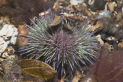MARINE WILDLIFE