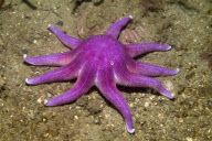MARINE WILDLIFE