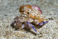 MARINE WILDLIFE