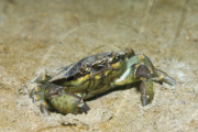 MARINE WILDLIFE