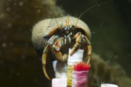 MARINE WILDLIFE