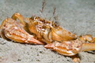 MARINE WILDLIFE