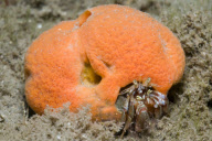 MARINE WILDLIFE
