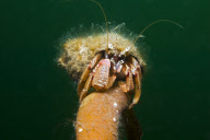 MARINE WILDLIFE