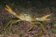 MARINE WILDLIFE