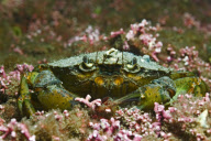 MARINE WILDLIFE